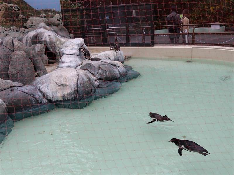 神奈川・ランチと野毛山動物園年齢不問オフ会～2025年12月27日